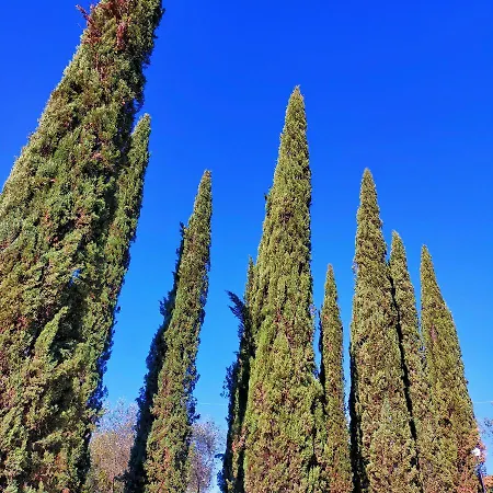 Agricamping Poggio Ai Pini Wine * Certaldo